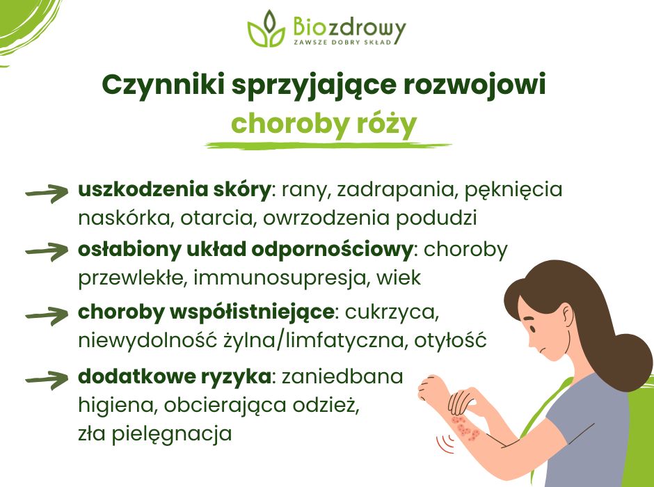 Czynniki sprzyjające rozwojowi choroby róży - infografika