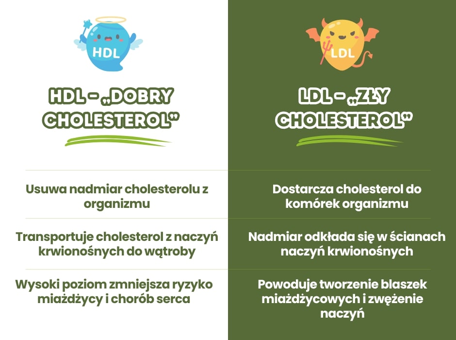 Cholesterol HDL kontra LDL - infografika