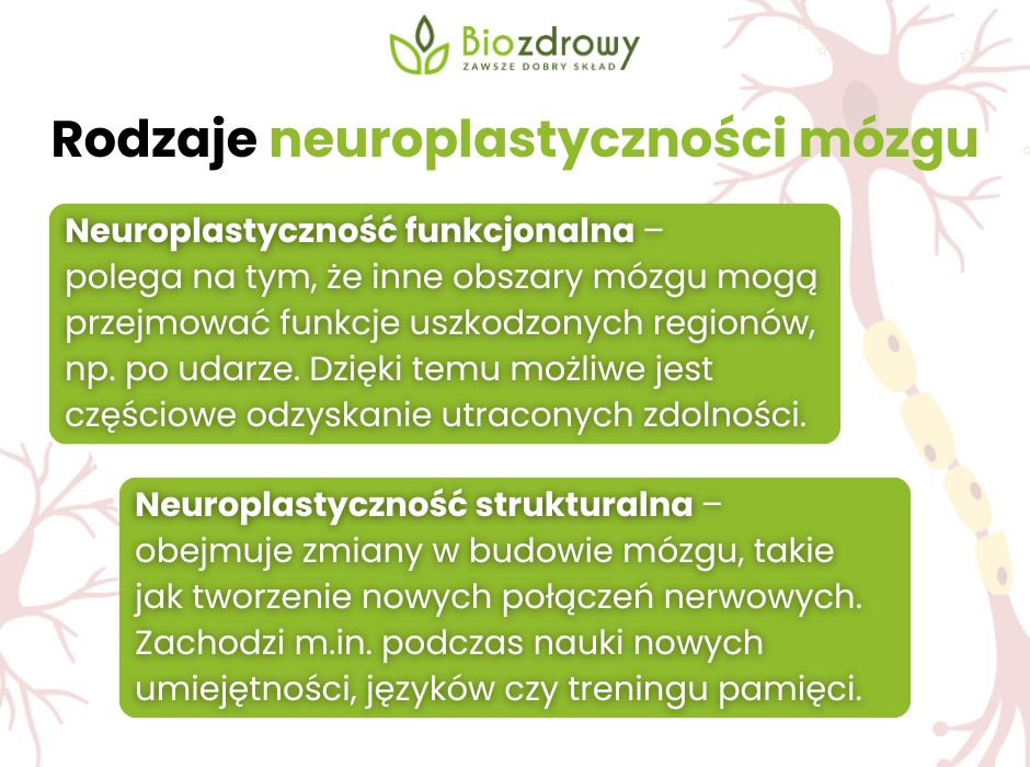 Rodzaje neuroplastyczności mózgu - infografika
