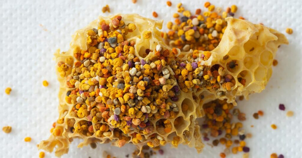 Pierzga pszczela -zdjęcie poglądowe