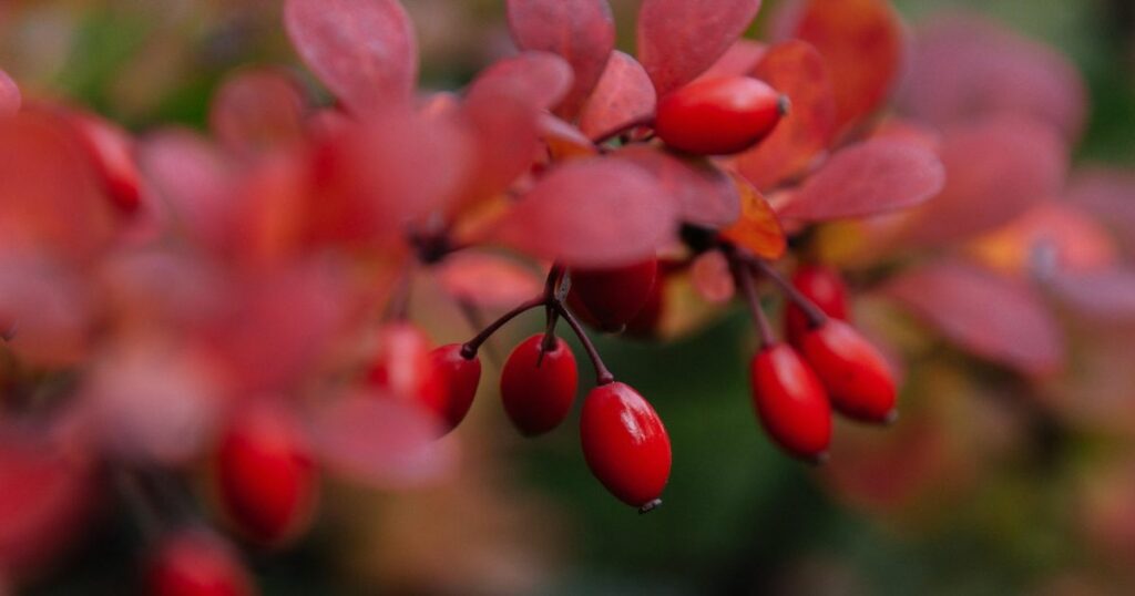 Berberyna na odchudzanie – czy naprawdę działa? - obrazek wyróżniający