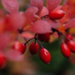 Berberyna na odchudzanie – czy naprawdę działa? - obrazek wyróżniający