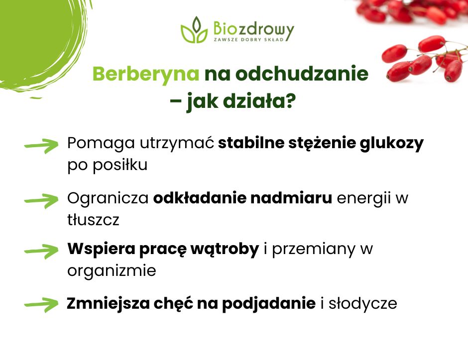 Berberyna na odchudzanie 
– jak działa? - infografika