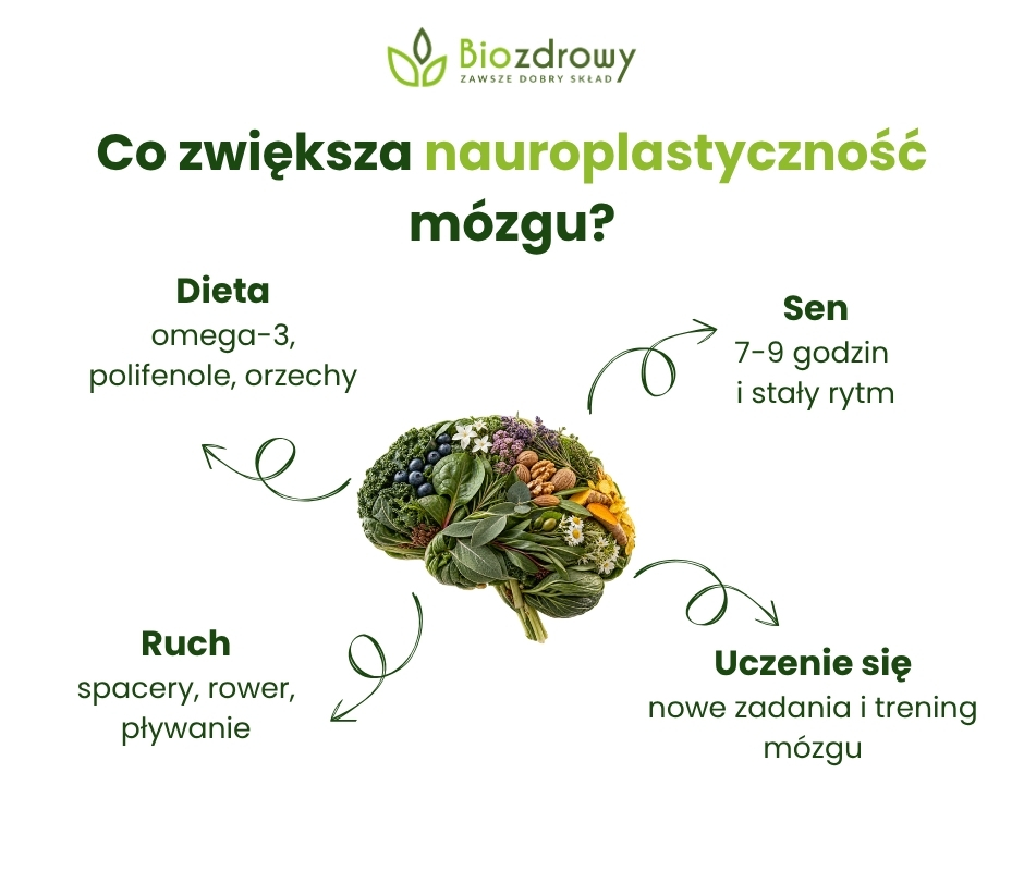 Co zwiększa nauroplastyczność mózgu? - infografika